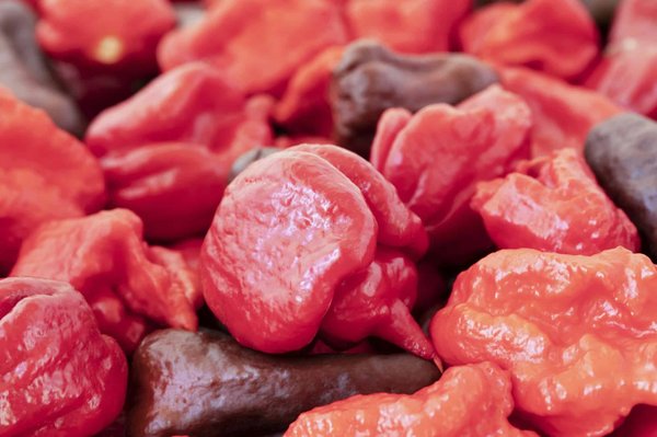 La Carolina Reaper : un ajout audacieux à votre cuisine
